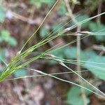 Nassella neesiana 花