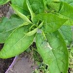 Mirabilis longiflora Leaf