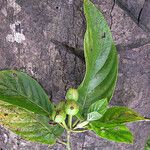 Psychotria pancheri Habit