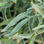 Zoegea leptaurea 葉