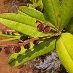 Hibbertia trachyphylla ഫലം