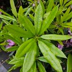 Rhododendron ponticum Liść