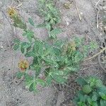 Crotalaria naragutensisFruit