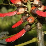 Erythrina globocalyx Fruit