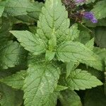 Nepeta nervosa Leaf