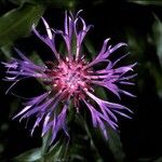 Cyanus lugdunensis Квітка
