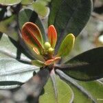 Baloghia drimiflora Φύλλο