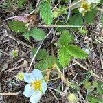 Fragaria virginianaBlüte