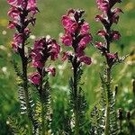 Pedicularis rostratospicata 形態