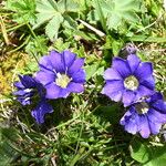 Gentiana pyrenaica Blomma