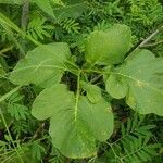 Tacca leontopetaloides পাতা