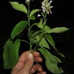 Solanum terminale Hábito
