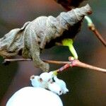 Symphoricarpos albus Costuma