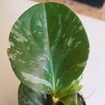 Peperomia obtusifolia葉