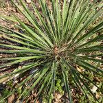 Yucca constricta 整株植物