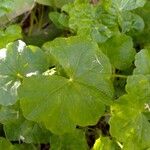 Hydrocotyle americana 叶