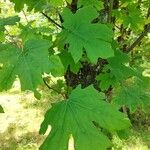 Acer macrophyllum Hoja