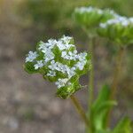 Valerianella eriocarpa 花