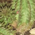 Euphorbia susannae Feuille