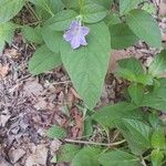 Ruellia strepens Kwiat