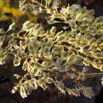 Fallopia sachalinensis Fruit