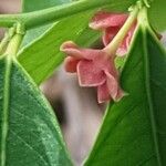 Sauropus androgynus Flower