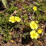 Potentilla cinerea