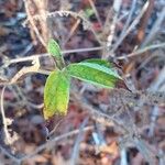 Clethra acuminata Leaf