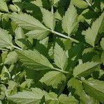 Oenanthe sarmentosa Leaf
