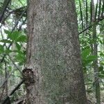 Ouratea guianensis Corteza