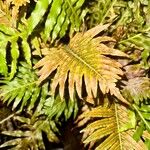 Blechnum gibbum Leaf