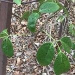 Stauntonia coriacea Leaf