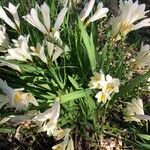 Freesia alba Flower