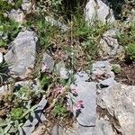 Asperula pyrenaica Fleur