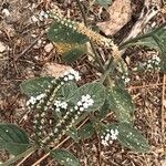 Heliotropium europaeumFlor