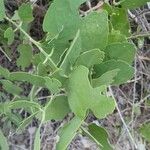 Salvadora persica Leaf