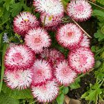 Bellis perennis Flor