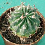 Echinocactus texensis 葉