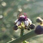 Periploca aphylla Květ