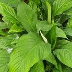 Spathiphyllum wallisii Blad