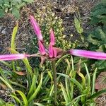 Nerine bowdenii Leaf