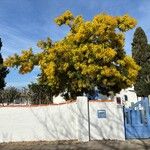 Acacia dealbataFlower