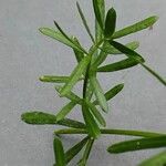 Asparagus aethiopicus Leaf