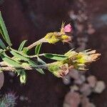 Onobrychis caput-galli Blomma