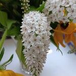 Lysimachia clethroides Цветок