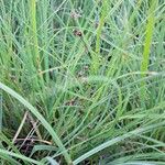 Juncus alpinoarticulatus Хабит