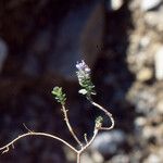 Veronica nummularia Plante entière