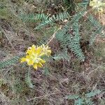 Astragalus alopecuroides Leaf