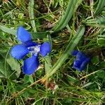 Gentiana sierrae Flower
