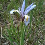 Iris missouriensis 整株植物